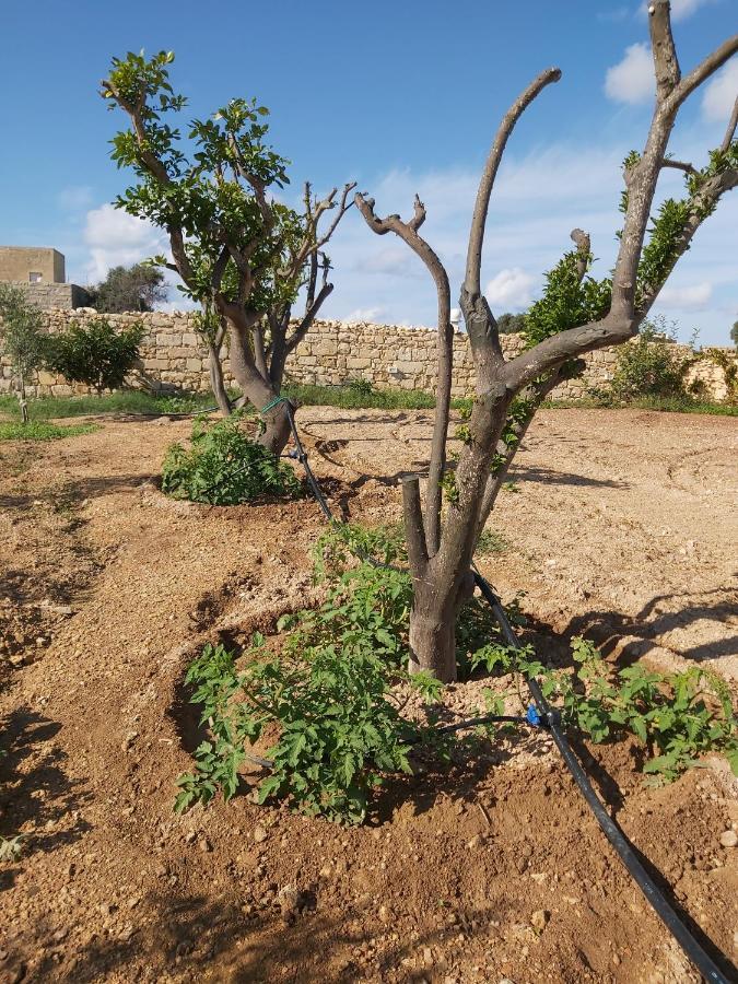 Four Winds Farmhouse Villa Birżebbuġa Bagian luar foto